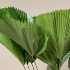 Licuala Grandis 14 Licuala Grandis -Plant Discount Store 434 scaled 1