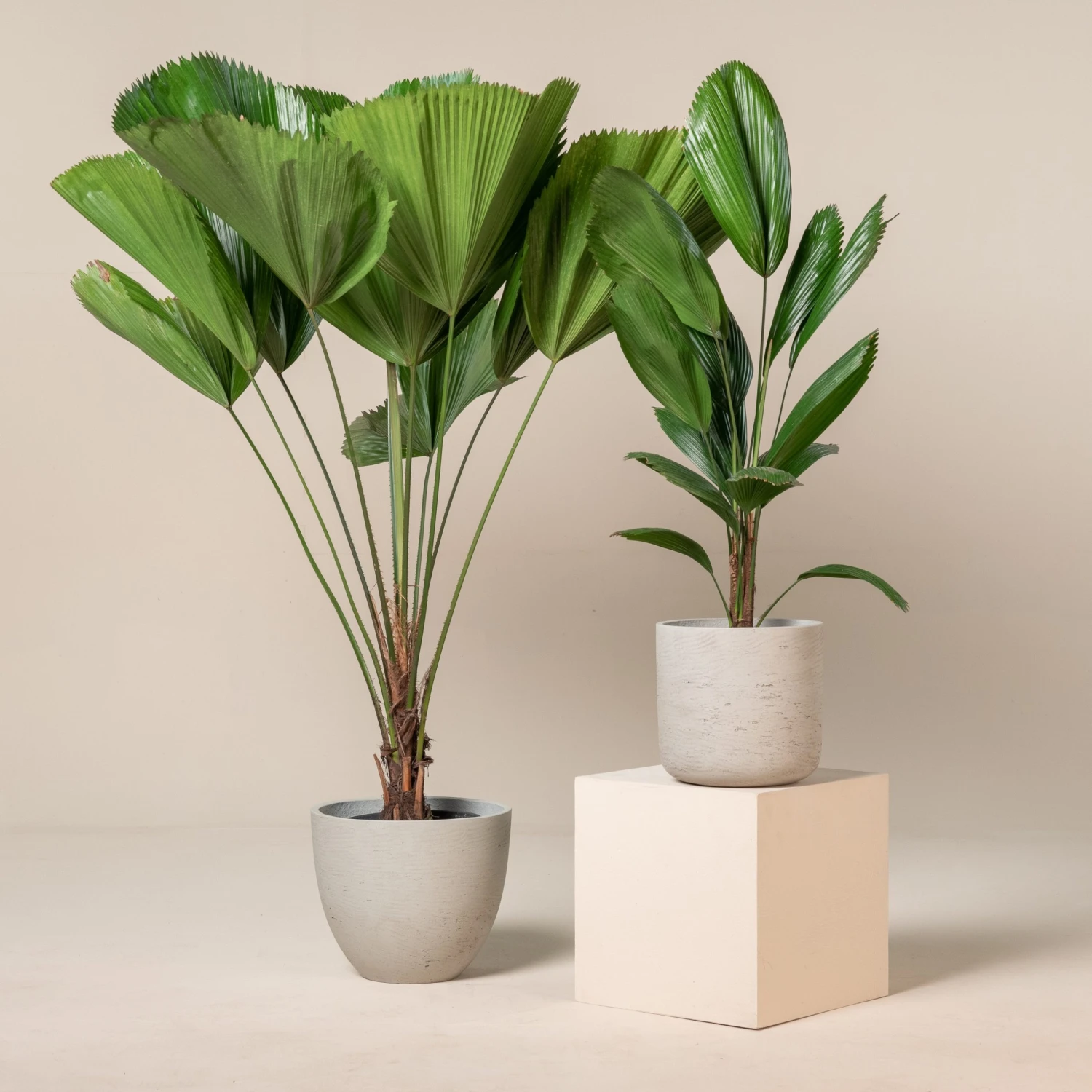 Licuala Grandis 1 Licuala Grandis