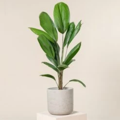 Licuala Grandis 18 Licuala Grandis -Plant Discount Store 438 scaled 1