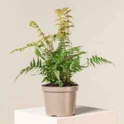 Dryopteris Wallichiana ‘Jurassic Gold’