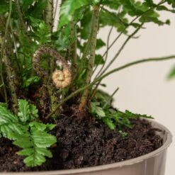 Dryopteris Wallichiana ‘Jurassic Gold’ -Plant Discount Store 483 1 scaled 1