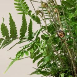 Dryopteris Wallichiana ‘Jurassic Gold’ -Plant Discount Store 484 1 scaled 1