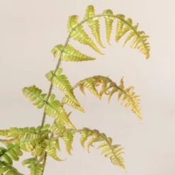 Dryopteris Wallichiana ‘Jurassic Gold’ -Plant Discount Store 485 1 scaled 1