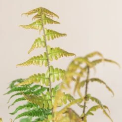 Dryopteris Wallichiana ‘Jurassic Gold’ -Plant Discount Store 486 1 scaled 1
