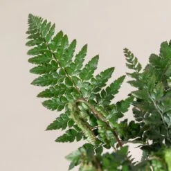 Polystichum Makinoi -Plant Discount Store 487