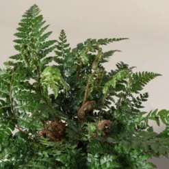 Polystichum Makinoi -Plant Discount Store 490 scaled 1