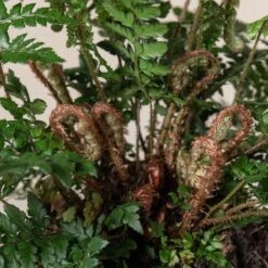 Polystichum Makinoi -Plant Discount Store 491 scaled 1
