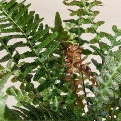 Doodia Aspera 20 Doodia Aspera -Plant Discount Store 495 scaled 1