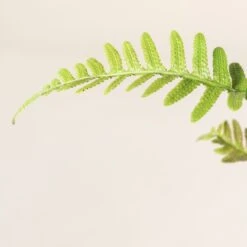 Doodia Aspera 14 Doodia Aspera -Plant Discount Store 497 scaled 1