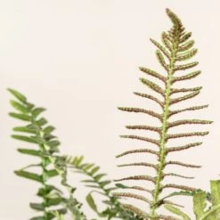 Doodia Aspera 19 Doodia Aspera -Plant Discount Store 498 scaled 1