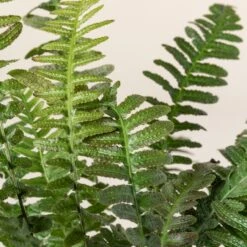 Doodia Aspera 15 Doodia Aspera -Plant Discount Store 499 scaled 1