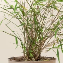 Fargesia Angustissima -Plant Discount Store 5 scaled 2