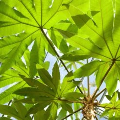Tetrapanax Papyrifer ‘Rex’ 12 Tetrapanax Papyrifer ‘Rex’ -Plant Discount Store 5 scaled 3