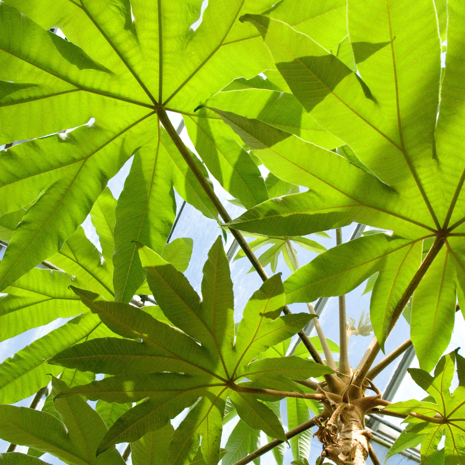 Tetrapanax Papyrifer ‘Rex’ 3 Tetrapanax Papyrifer ‘Rex’ - Image 3