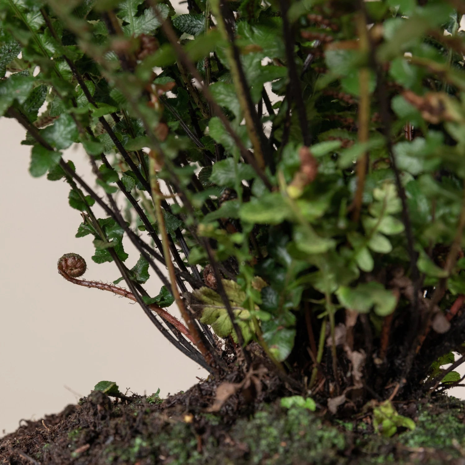 Doodia Aspera 11 Doodia Aspera - Image 11