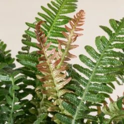 Doodia Aspera 13 Doodia Aspera -Plant Discount Store 501 scaled 1