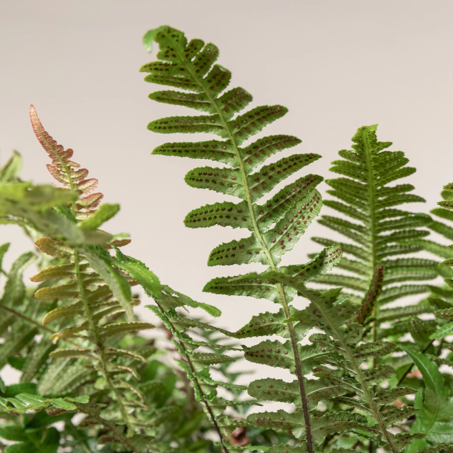 Doodia Aspera 6 Doodia Aspera - Image 6