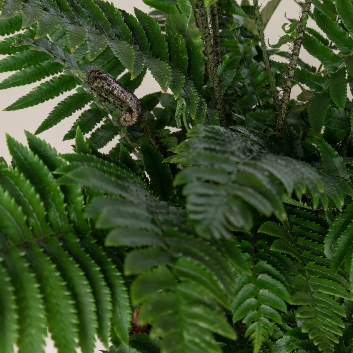 Dryopteris Atrata 2 Dryopteris Atrata - Image 2