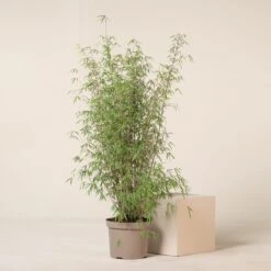 Fargesia Angustissima -Plant Discount Store 6 scaled 1