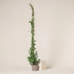 Trachelospermum Jasminoides -Plant Discount Store 648