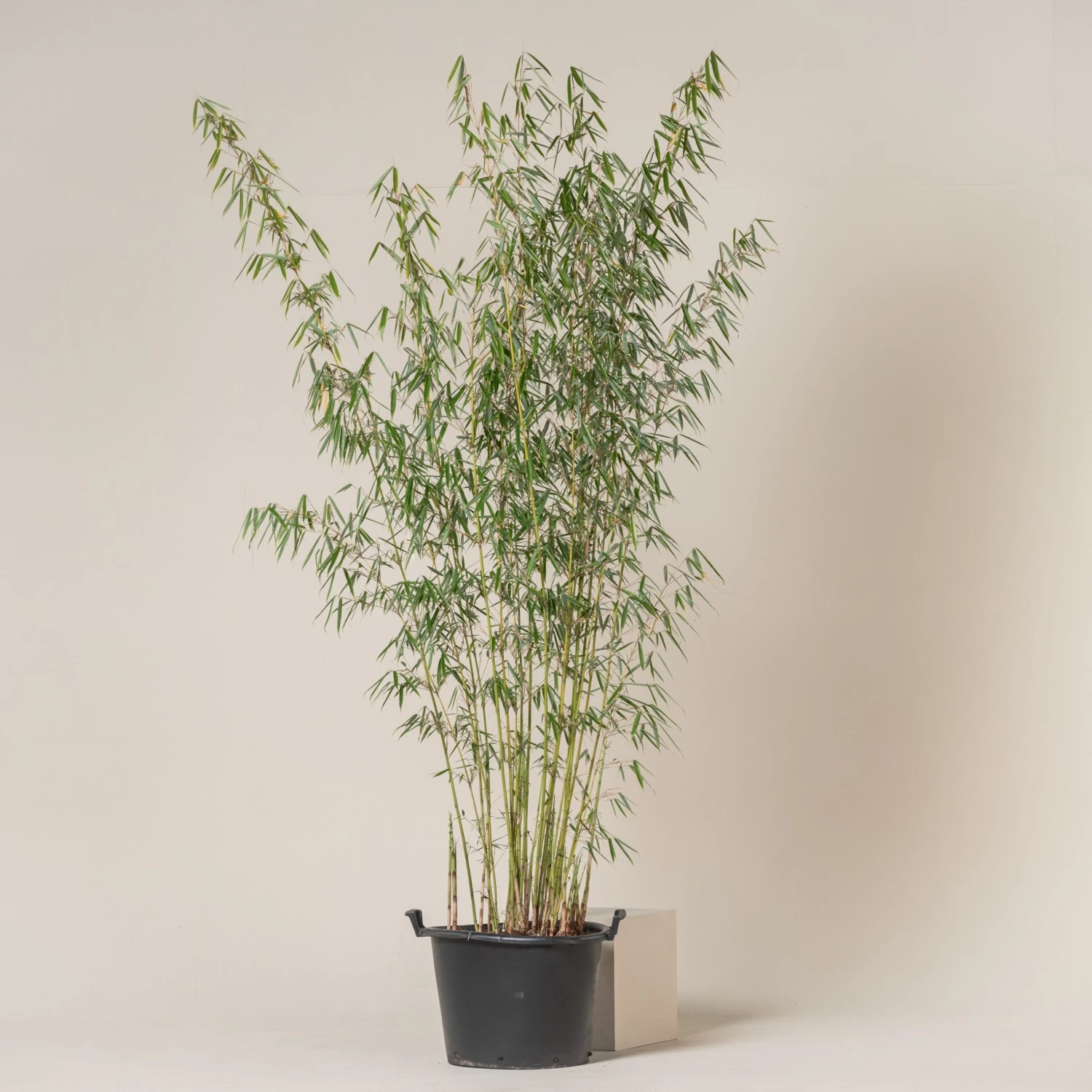 Fargesia Robusta ‘Campbell’ 2 Fargesia Robusta ‘Campbell’ - Image 2