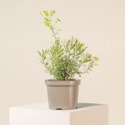 Euphorbia X Martinii āAscott Rainbowā