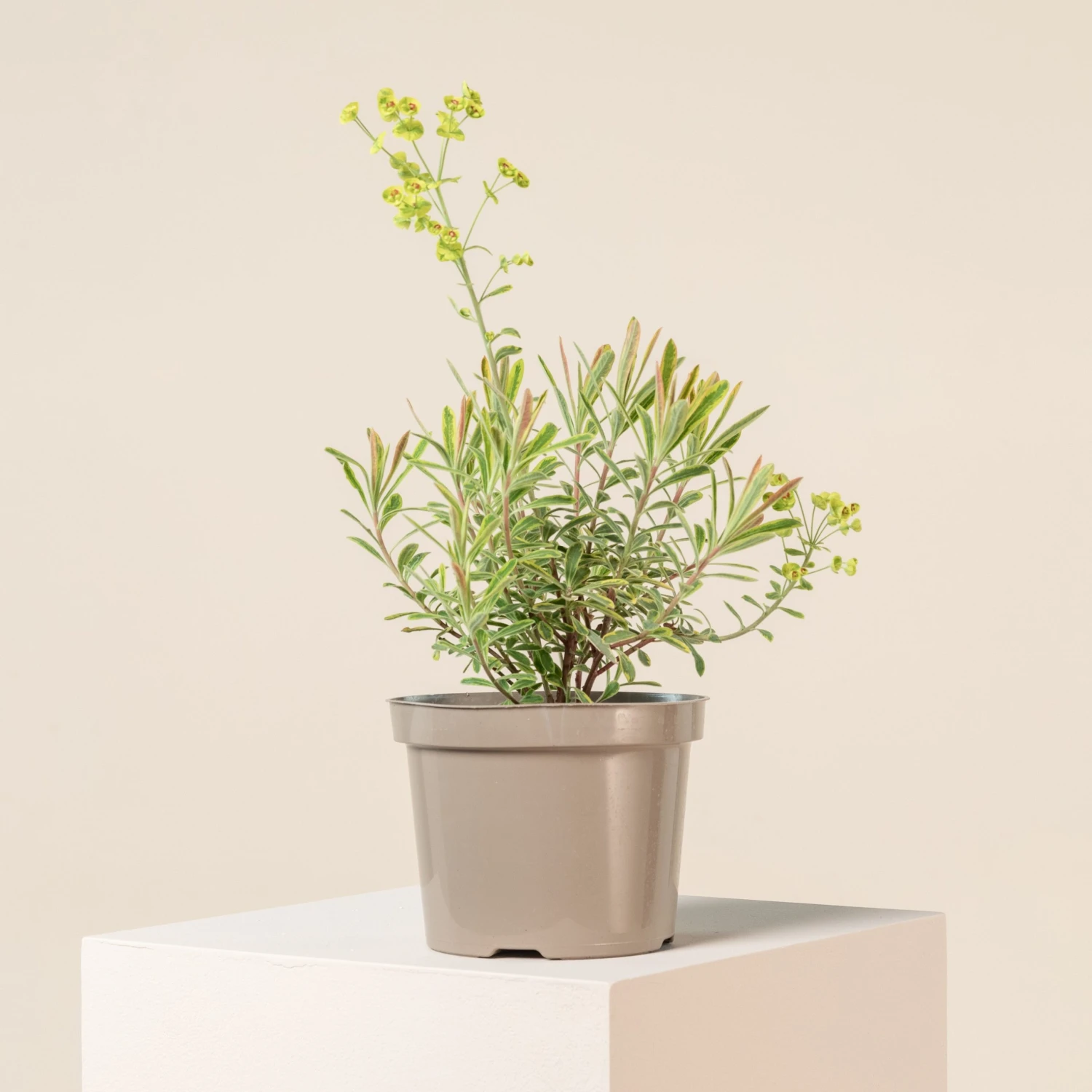 Euphorbia X Martinii ‘Ascott Rainbow’ 1 Euphorbia X Martinii ‘Ascott Rainbow’