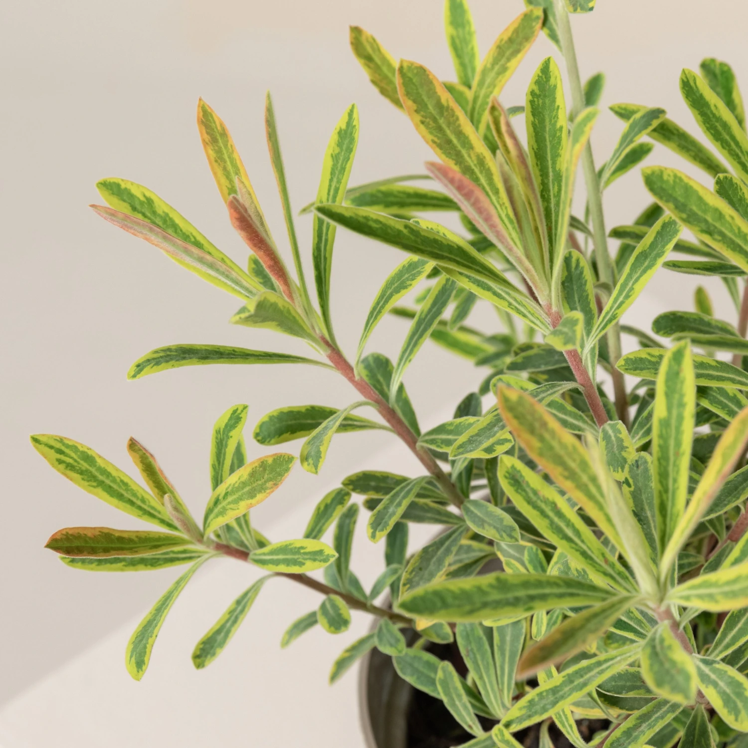 Euphorbia X Martinii ‘Ascott Rainbow’ 4 Euphorbia X Martinii ‘Ascott Rainbow’ - Image 4