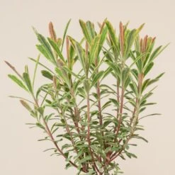 Euphorbia X Martinii ‘Ascott Rainbow’ 11 Euphorbia X Martinii ‘Ascott Rainbow’ -Plant Discount Store 665 scaled 1