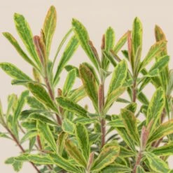 Euphorbia X Martinii ‘Ascott Rainbow’ 12 Euphorbia X Martinii ‘Ascott Rainbow’ -Plant Discount Store 666 scaled 1