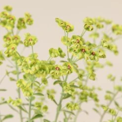 Euphorbia X Martinii ‘Ascott Rainbow’ 13 Euphorbia X Martinii ‘Ascott Rainbow’ -Plant Discount Store 667 scaled 1