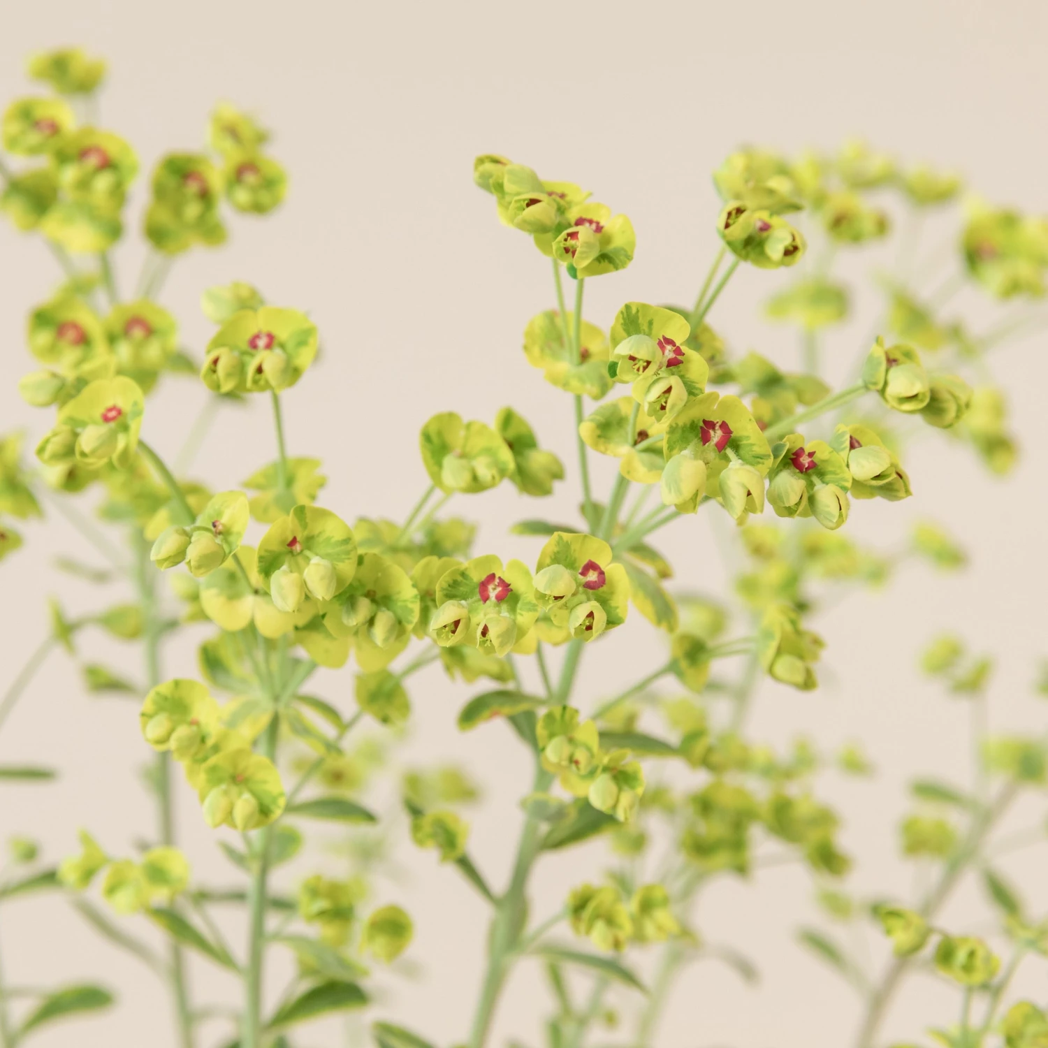 Euphorbia X Martinii ‘Ascott Rainbow’ 7 Euphorbia X Martinii ‘Ascott Rainbow’ - Image 7