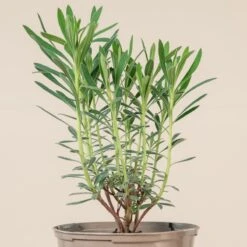 Euphorbia Characias ‘Wulfenii’ -Plant Discount Store 678