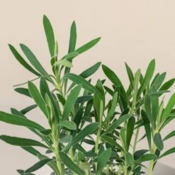 Euphorbia Characias ‘Wulfenii’ -Plant Discount Store 680