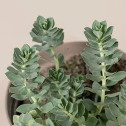 Euphorbia Myrsinites -Plant Discount Store 697 1