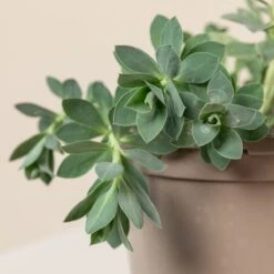 Euphorbia Myrsinites -Plant Discount Store 698 1