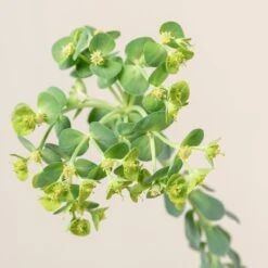 Euphorbia Myrsinites -Plant Discount Store 699 1