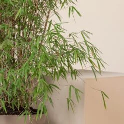 Fargesia Angustissima -Plant Discount Store 7 scaled 1