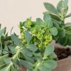 Euphorbia Myrsinites -Plant Discount Store 700 1