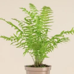 Matteuccia Struthiopteris -Plant Discount Store 718 3