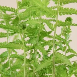 Matteuccia Struthiopteris -Plant Discount Store 719 3