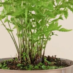 Matteuccia Struthiopteris -Plant Discount Store 720 3