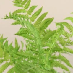 Matteuccia Struthiopteris -Plant Discount Store 721 1