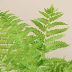 Matteuccia Struthiopteris -Plant Discount Store 722