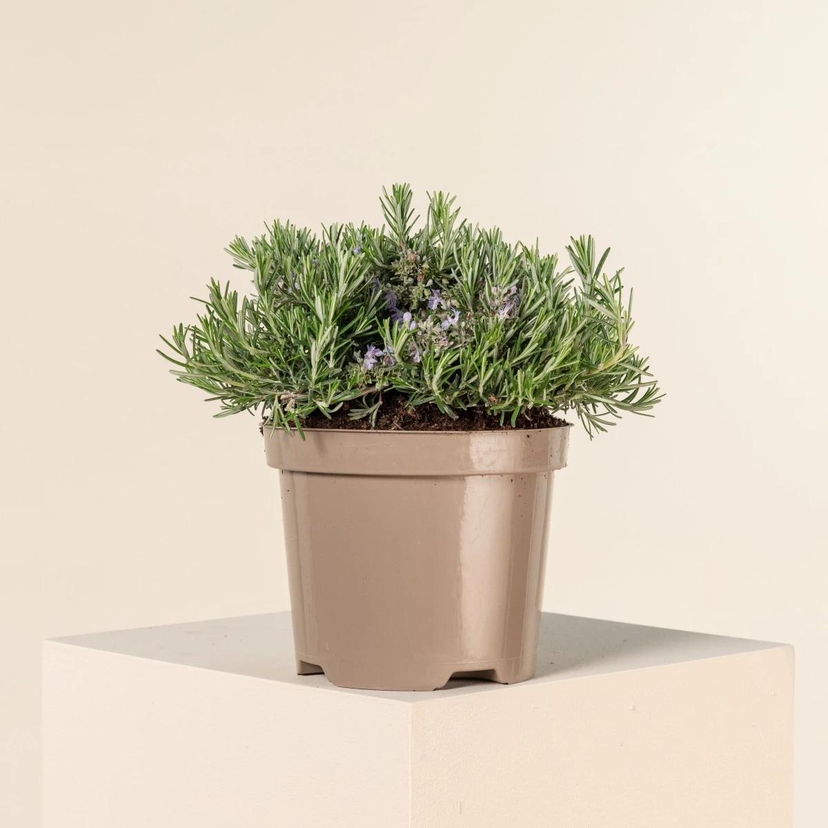 Salvia Rosmarinus ‘Prostratus’ 1 Salvia Rosmarinus ‘Prostratus’