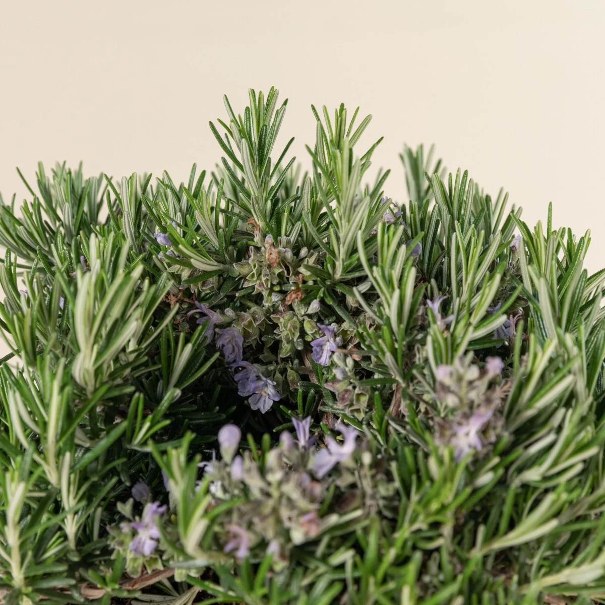 Salvia Rosmarinus ‘Prostratus’ 2 Salvia Rosmarinus ‘Prostratus’ - Image 2