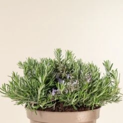 Salvia Rosmarinus ‘Prostratus’ 5 Salvia Rosmarinus ‘Prostratus’ -Plant Discount Store 761