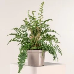 Dryopteris Affinis ‘Cristata The King’