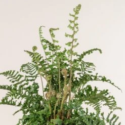 Dryopteris Affinis ‘Cristata The King’ -Plant Discount Store 774