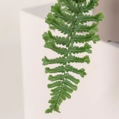 Dryopteris Affinis ‘Cristata The King’ -Plant Discount Store 775